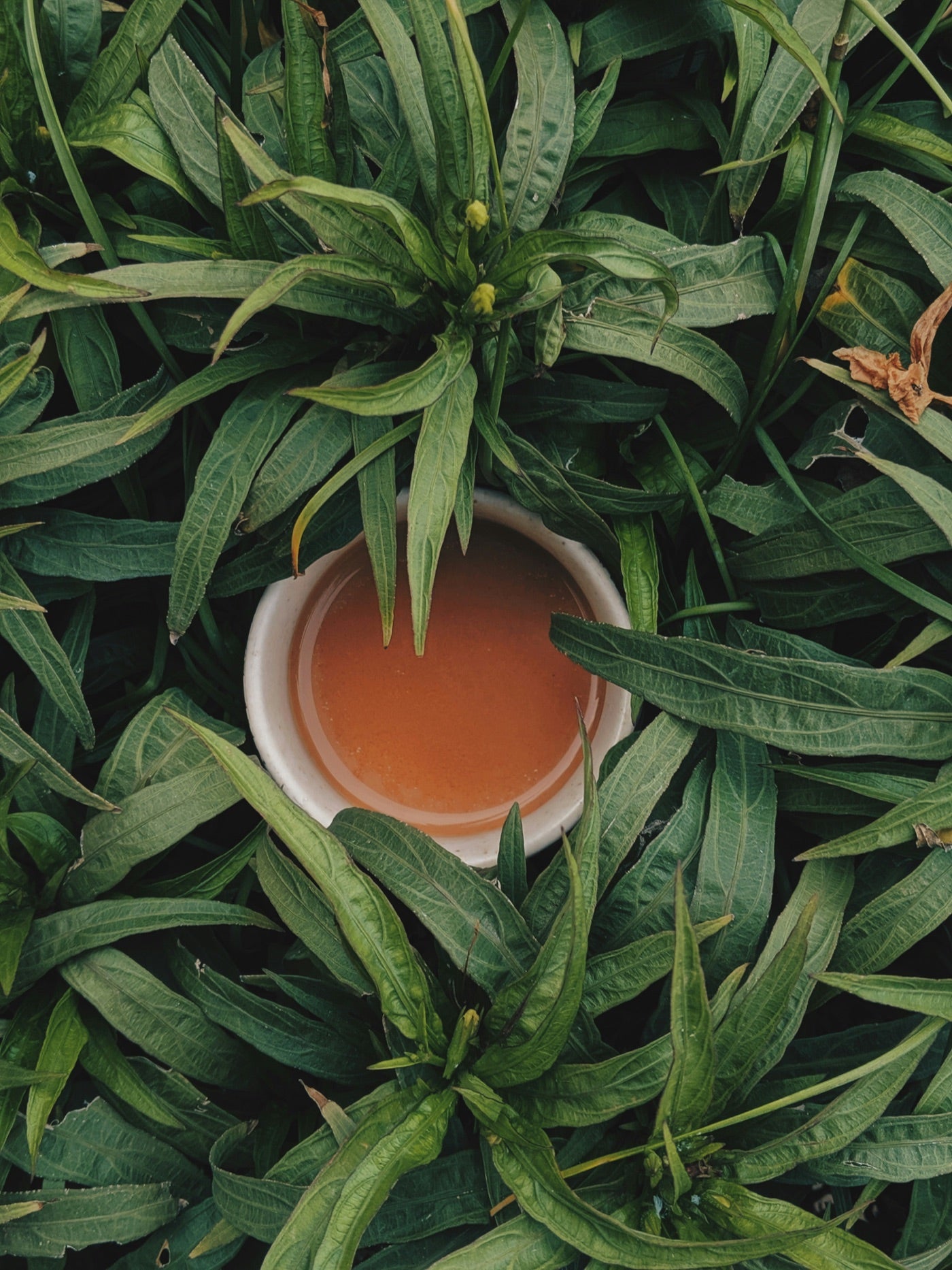 Organic Green Tea